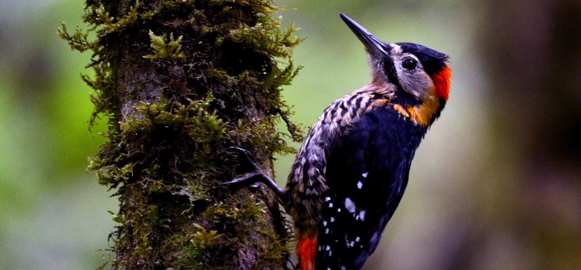 Darjeeling Woodpecker