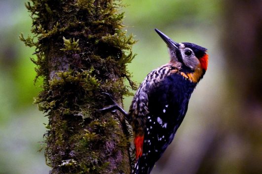 Darjeeling Woodpecker