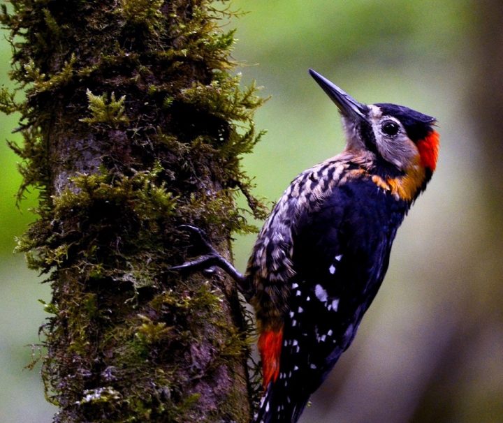 Darjeeling Woodpecker
