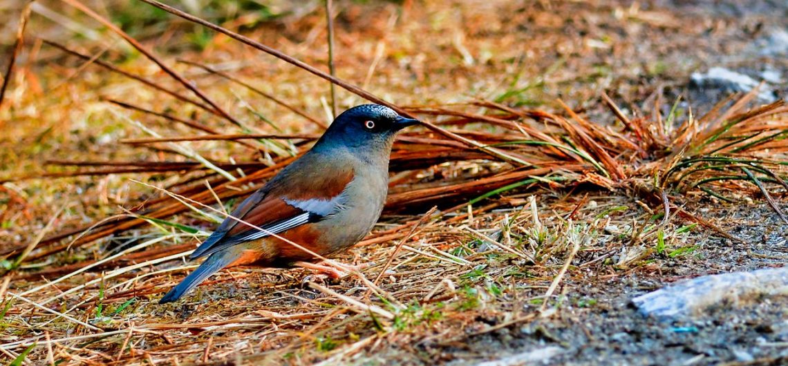 Maroon-backed Accentor