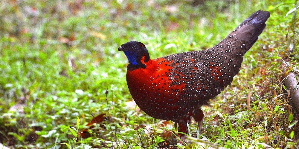 Satyr Tragopan