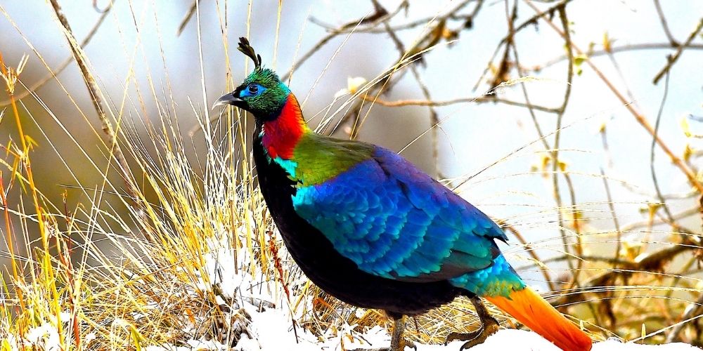 Pangolakha wildlife sanctuary – Black Bird Tours